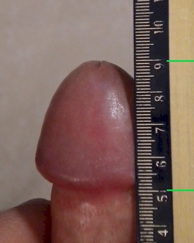 Here the glans length is measured at 39mm
